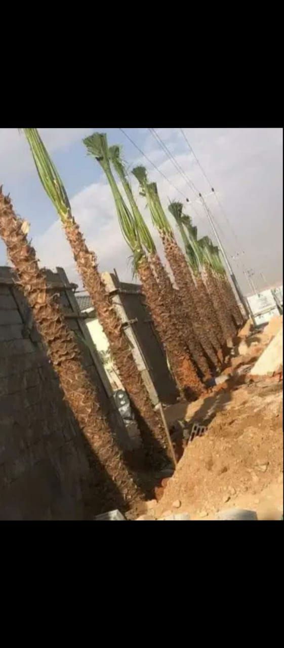 مقاول نخيل0505573231