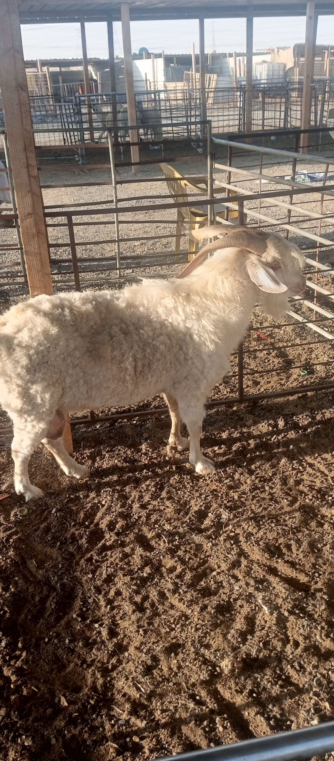 تيس سانين سويسري نسبة عالية