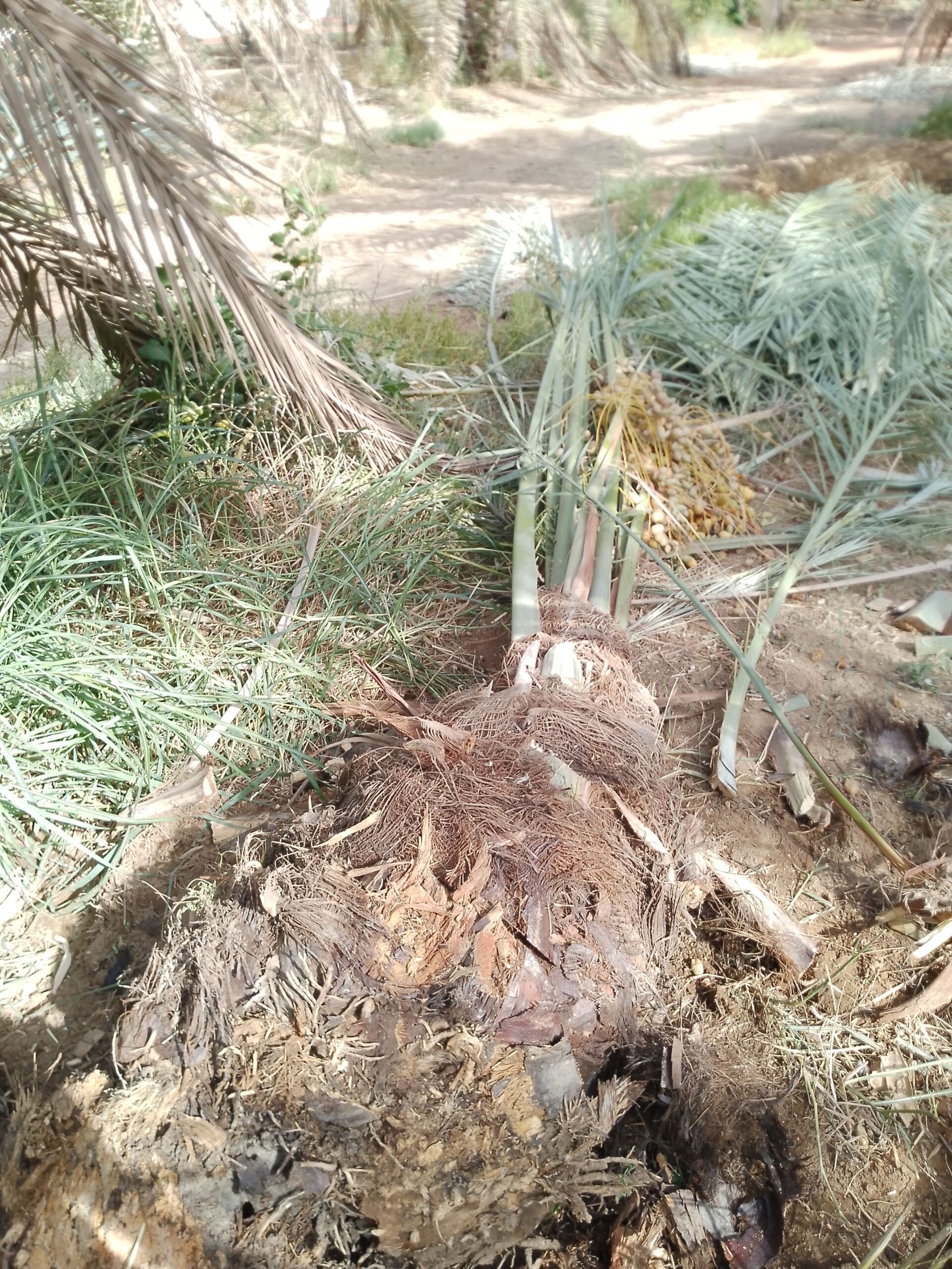 متوجد لدينا جميع انواع انخل سكري اخلاص برحي روثان