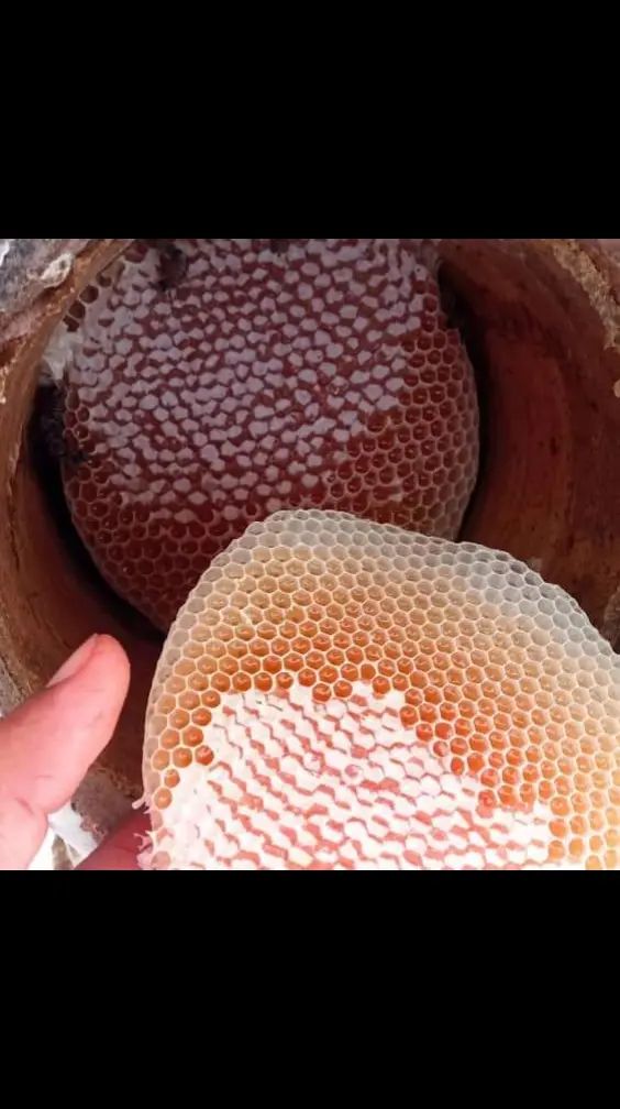 عسل حضرمي اجود انواع العسل الحضرمي الجوده عاليه