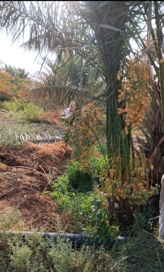 يوجد لدينا جميع انواع النخيل العربي والنخل الواشنط