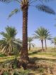 يوجد لدينا جميع انواع النخيل العربي والنخل الواشنط