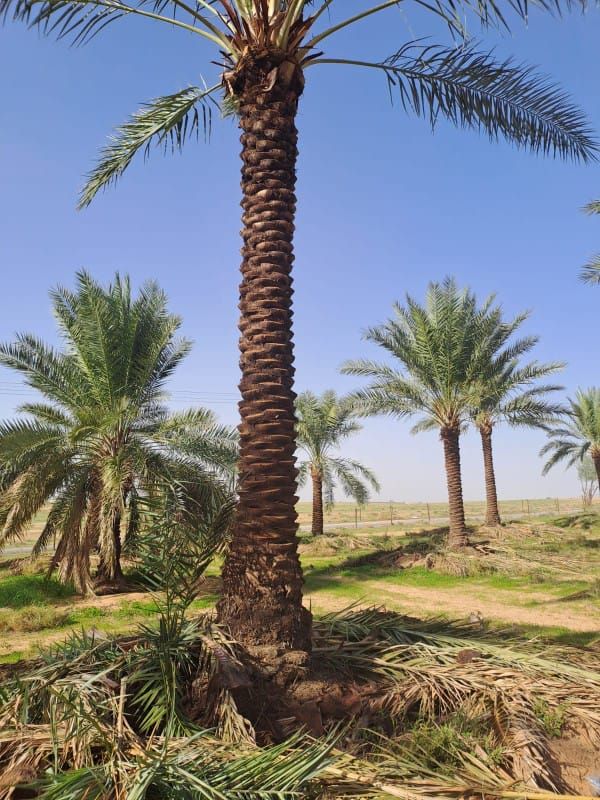 يوجد لدينا جميع انواع النخيل العربي والنخل الواشنط
