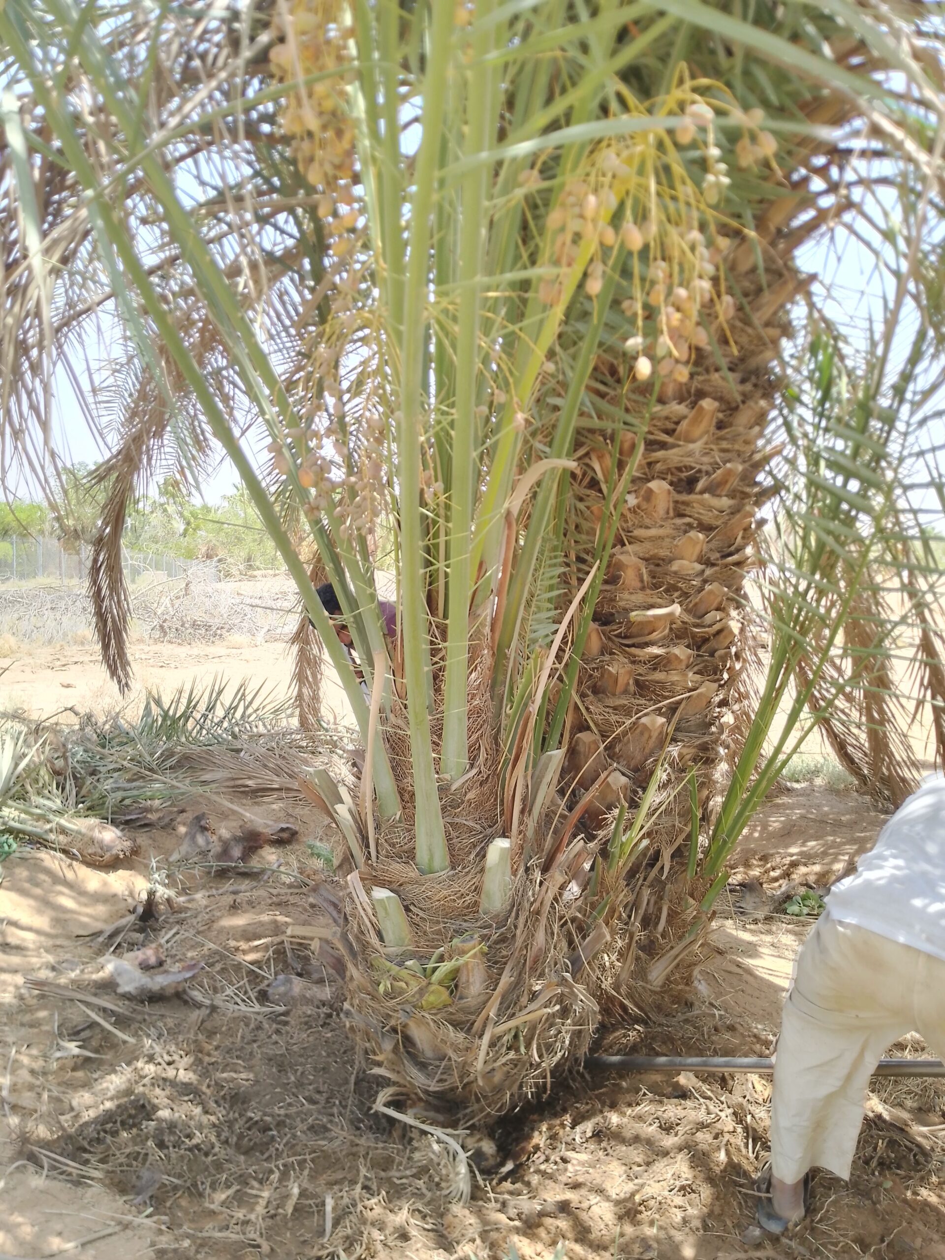 متوجد لدينا جميع انواع انخل سكري اخلاص برحي روثان