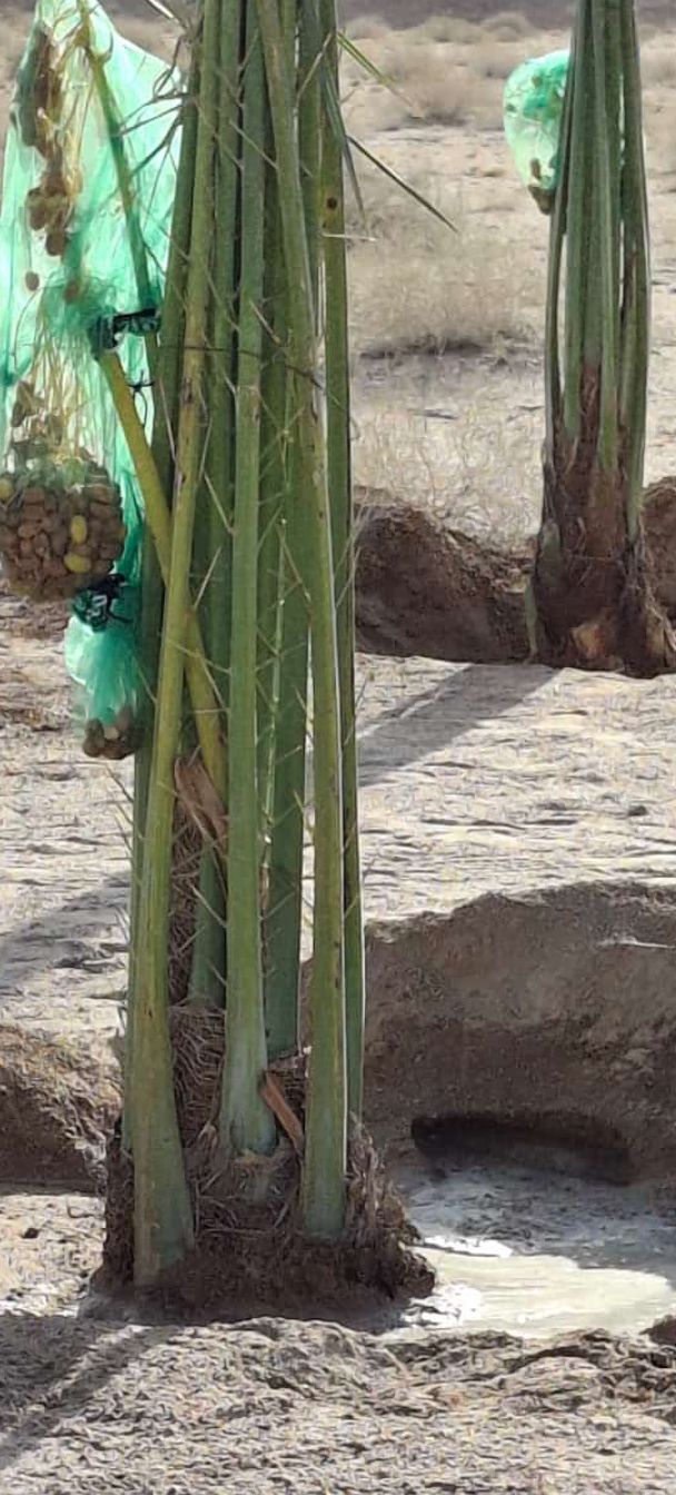 نخيل مثمر للبيع