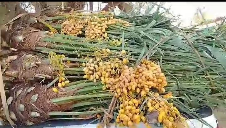 متوجد لدينا جميع انواع انخل سكري اخلاص برحي روثان