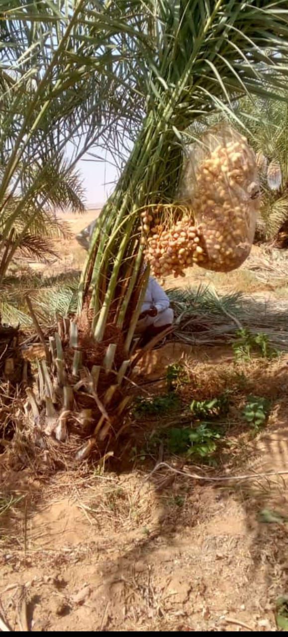 نخيل مثمر للبيع