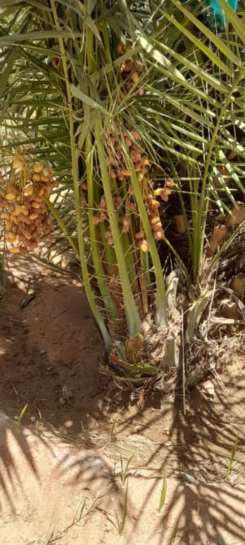 نخيل للبيع مثمر