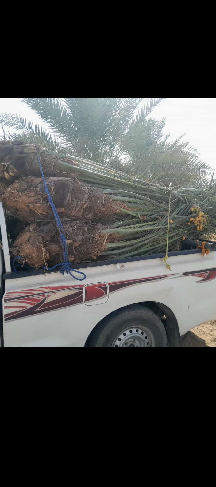 نخيل للبيع مثمر