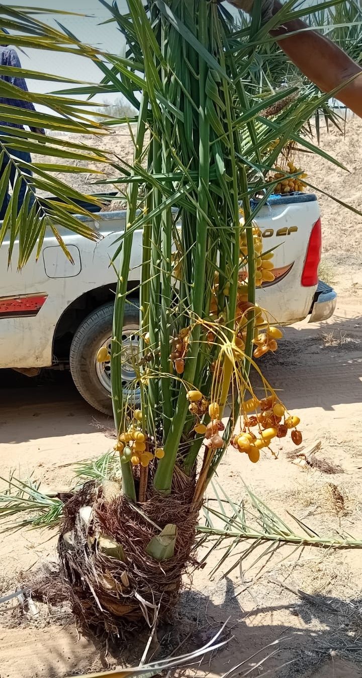 متوجد لدينا جميع انواع انخل سكري اخلاص برحي روثان