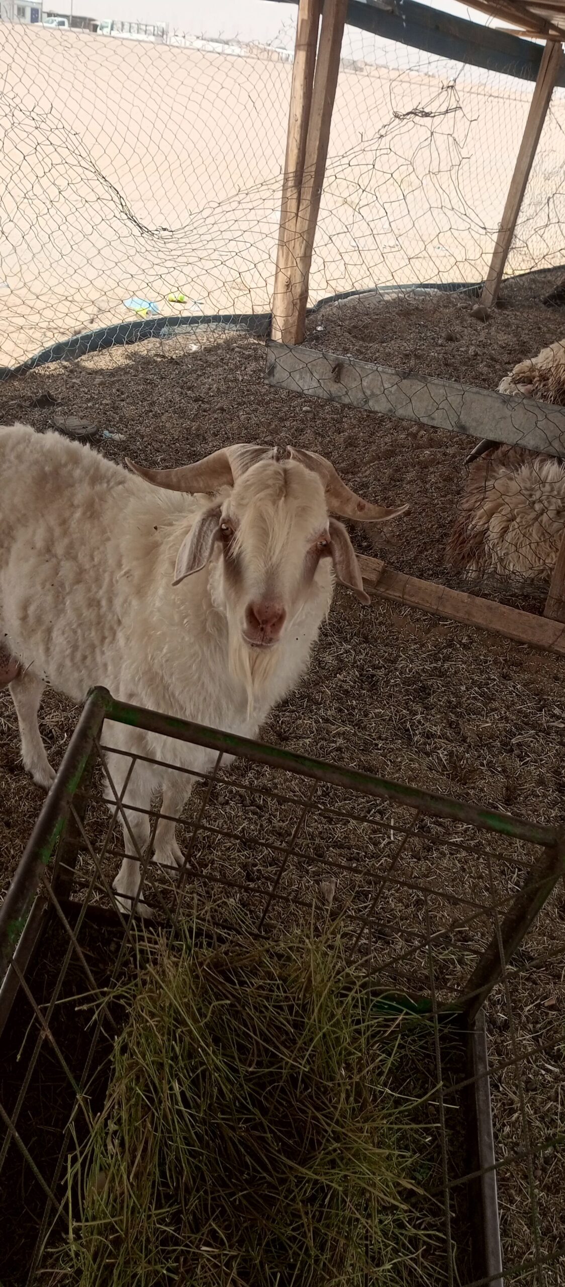 تيس سانين سويسري نسبة عالية