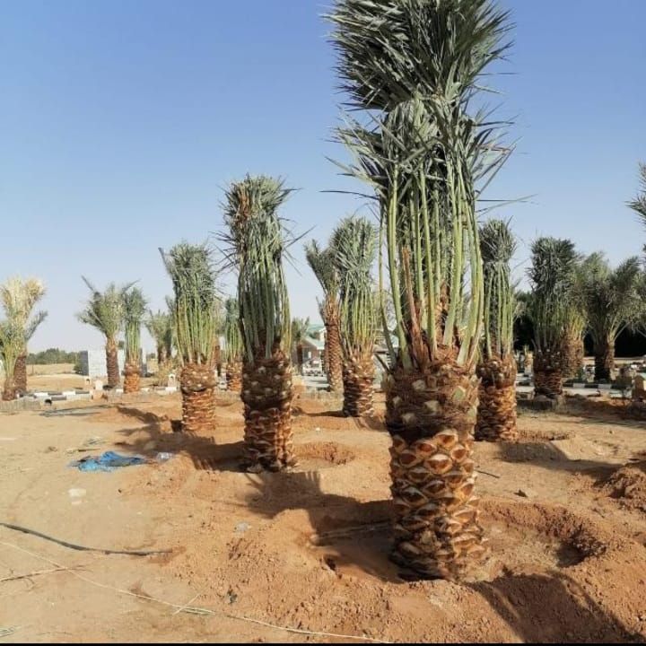 نخيل مثمر للبيع