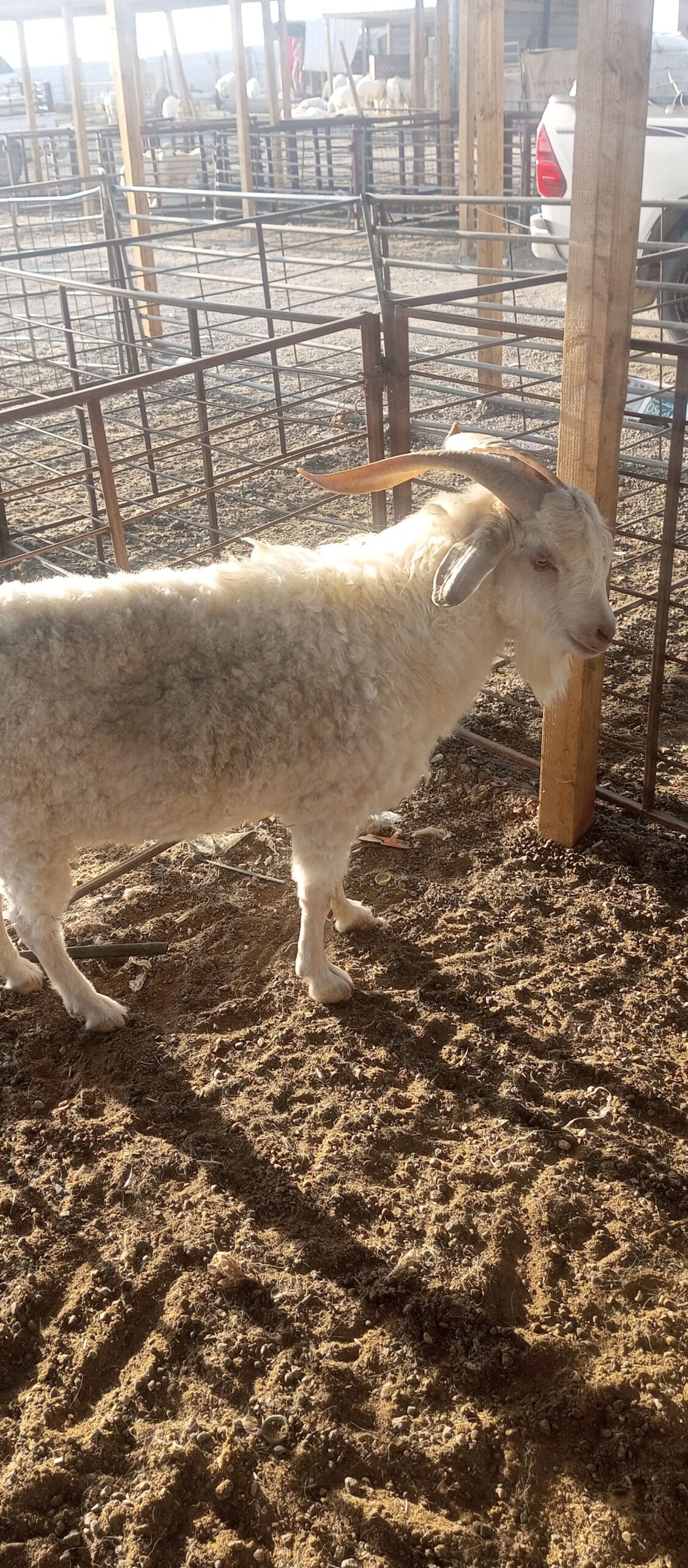 تيس سانين سويسري نسبة عالية