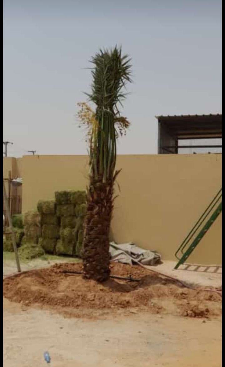 يوجد لدينا جميع انواع النخيل العربي والنخل الواشنط