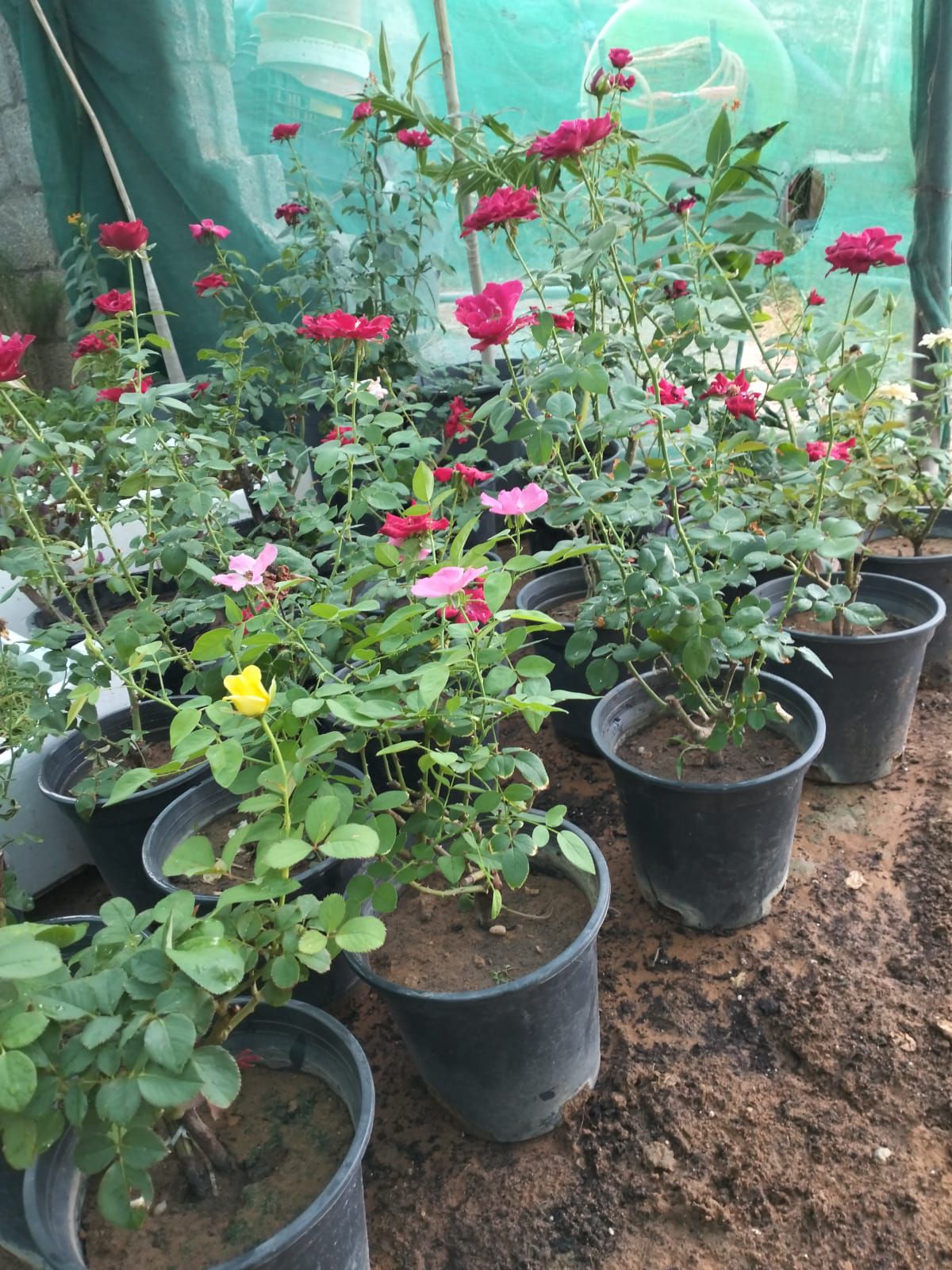 تنسيق الحدايق وزراعة الزهوروالورد