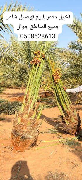 نخيل مثمر للبيع