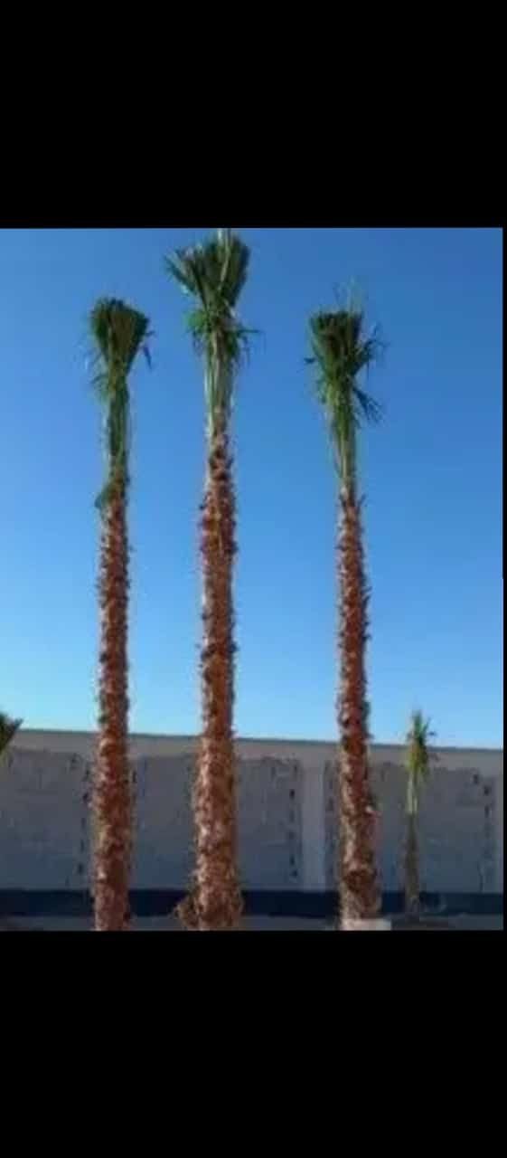 مقاول نخيل0505573231