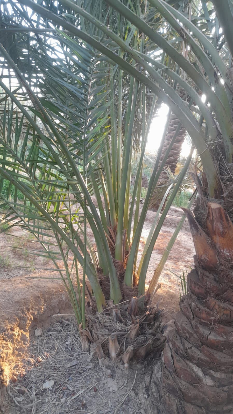 نخيل مثمر للبيع