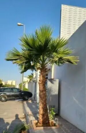 يوجد لدينا جميع انواع النخيل العربي والنخل الواشنط
