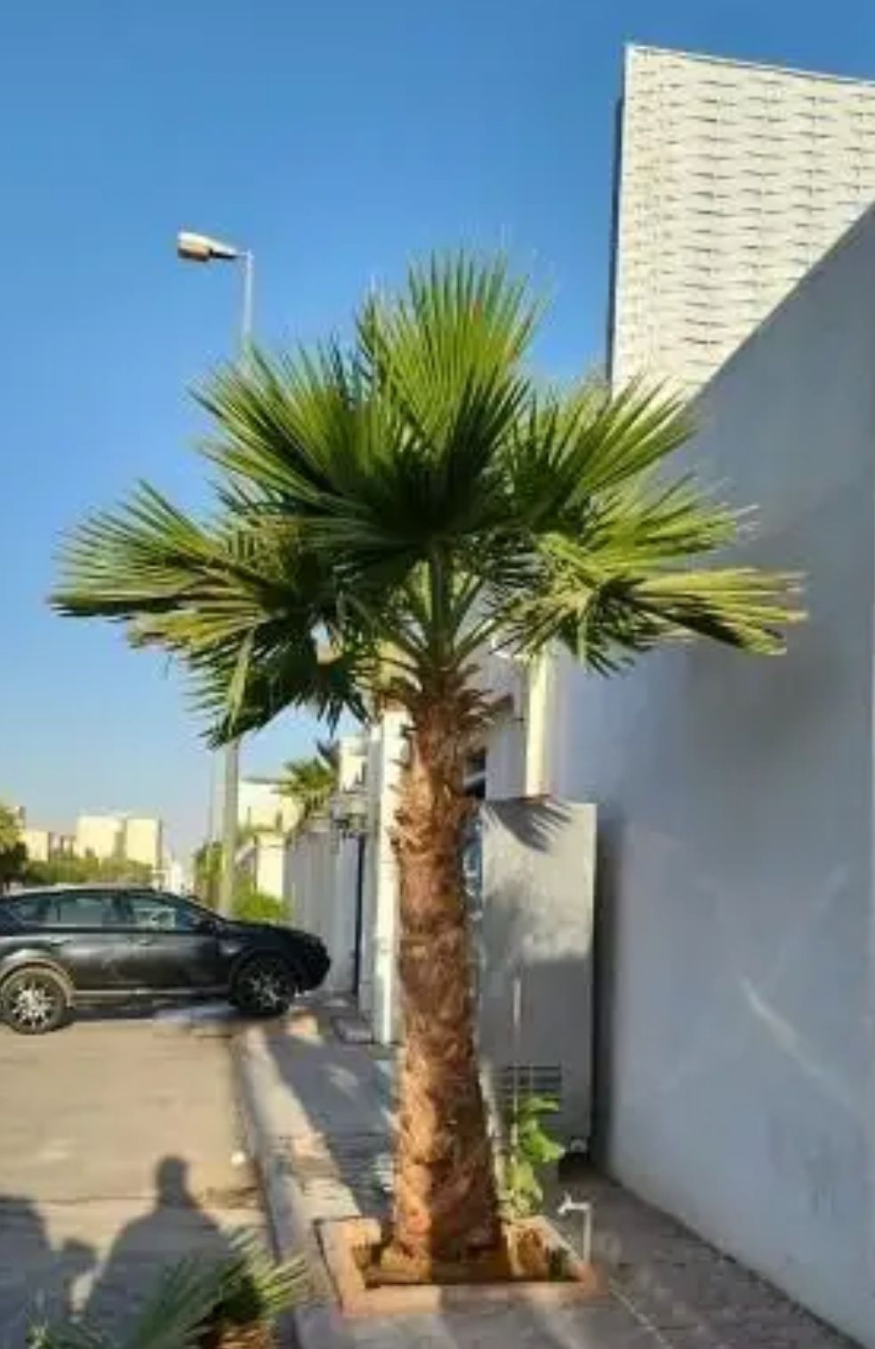 يوجد لدينا جميع انواع النخيل العربي والنخل الواشنط