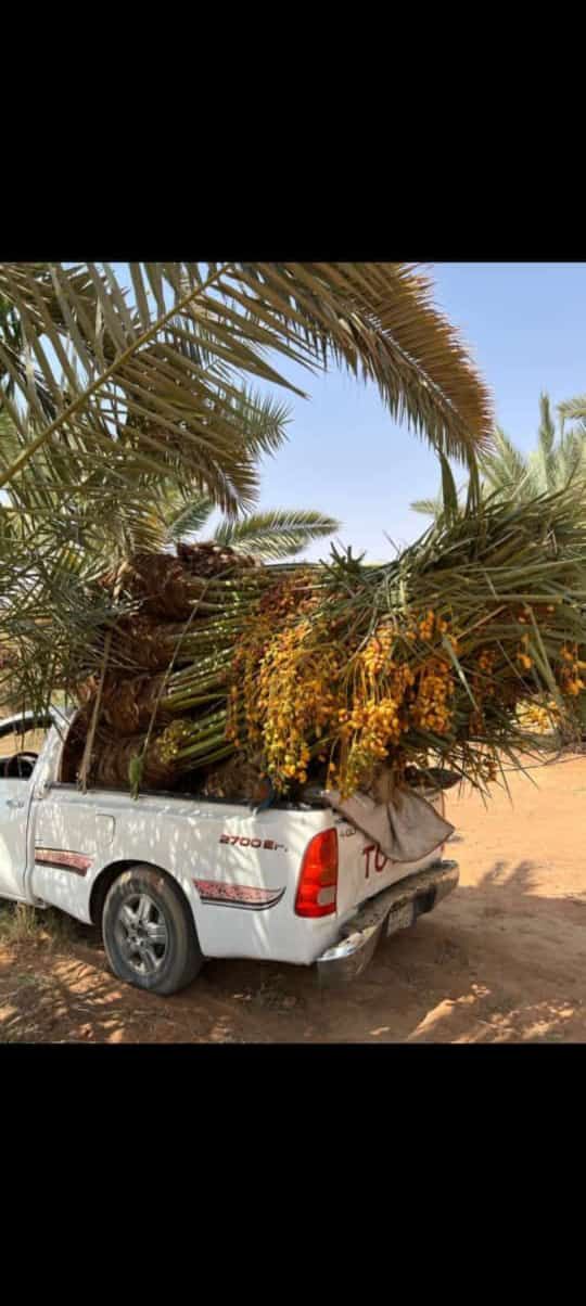 متوجد لدينا جميع انواع انخل سكري اخلاص برحي روثان