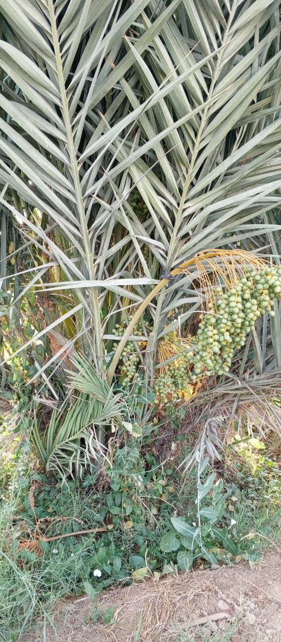 نخيل للبيع مثمر