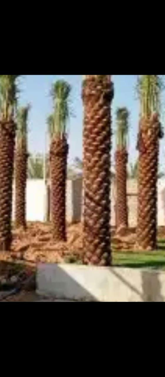 للمقاولات النخيل الوشنط والعربي