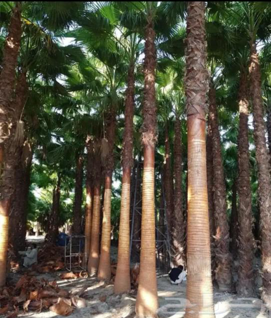 زراعت النخيل