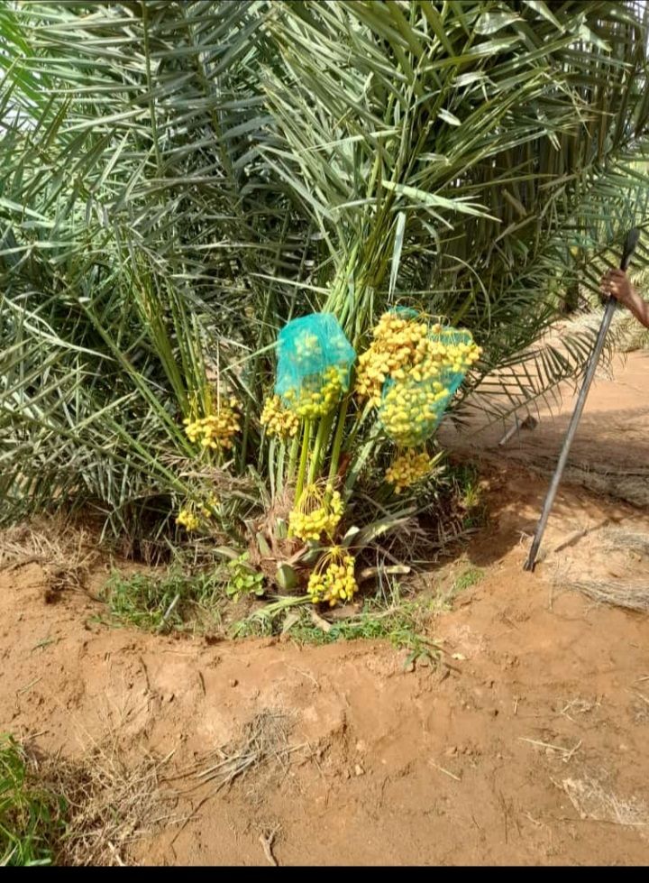 يوجد لدينا جميع انواع النخيل العربي والنخل الواشنط