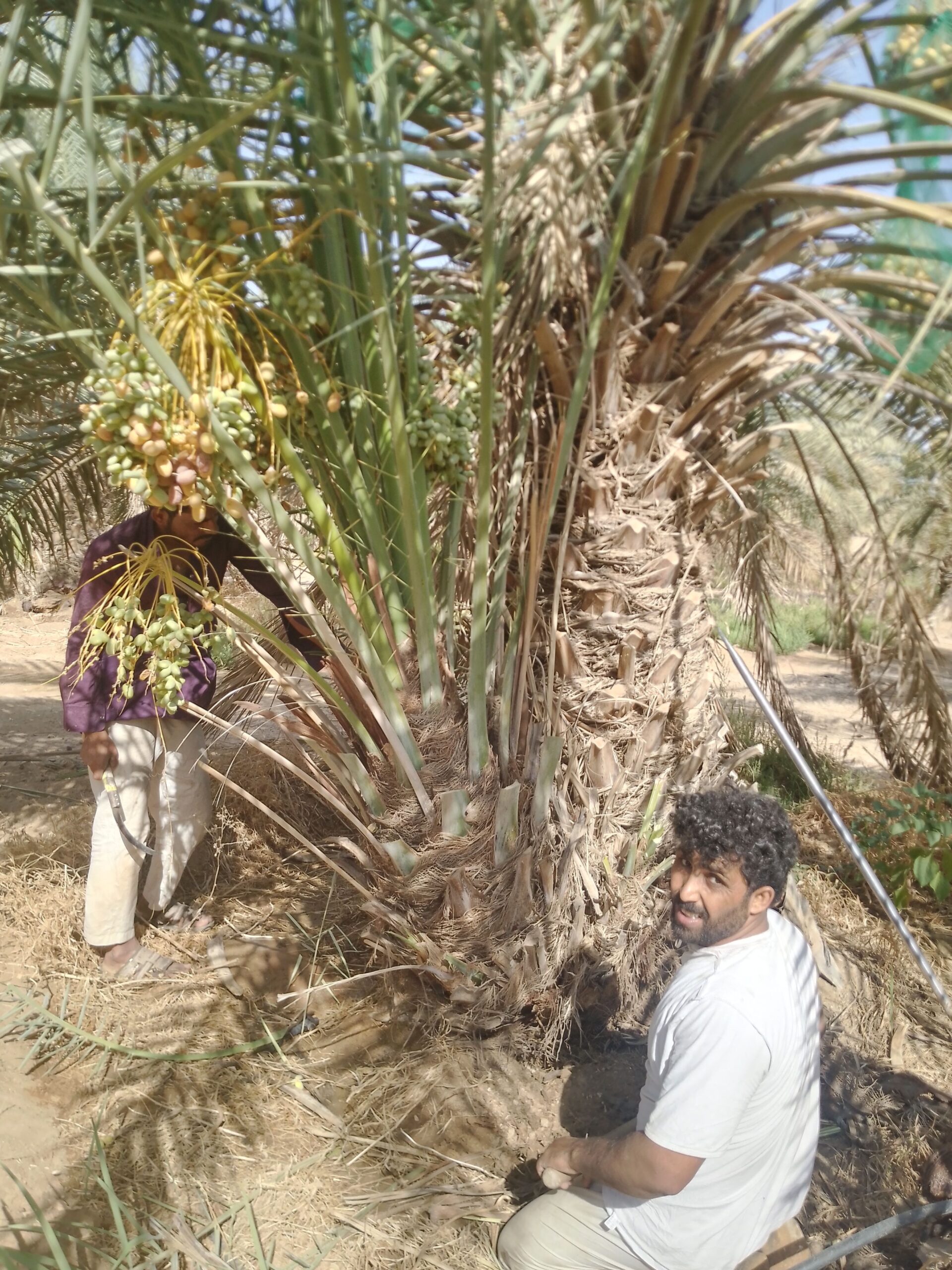 متوجد لدينا جميع انواع انخل سكري اخلاص برحي روثان