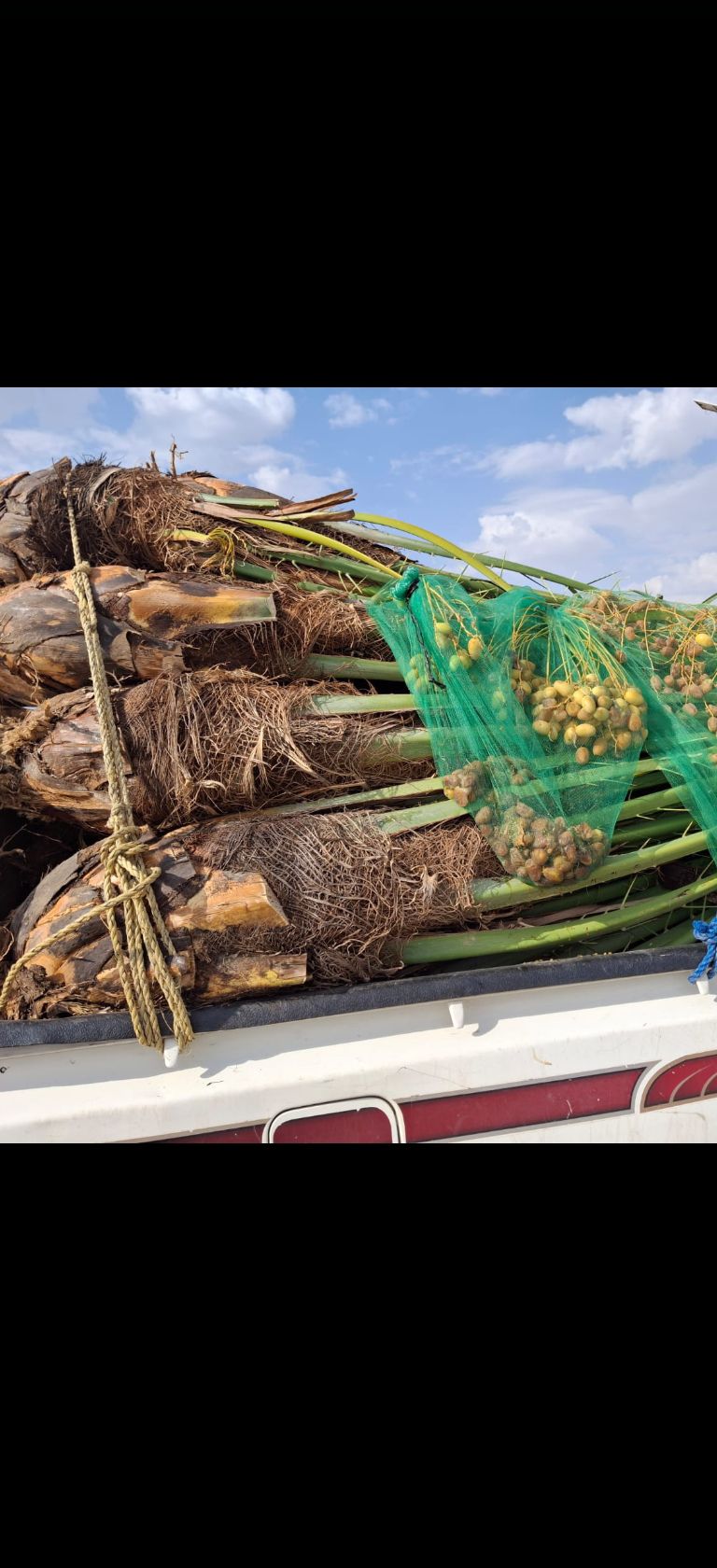 نخيل مثمر للبيع