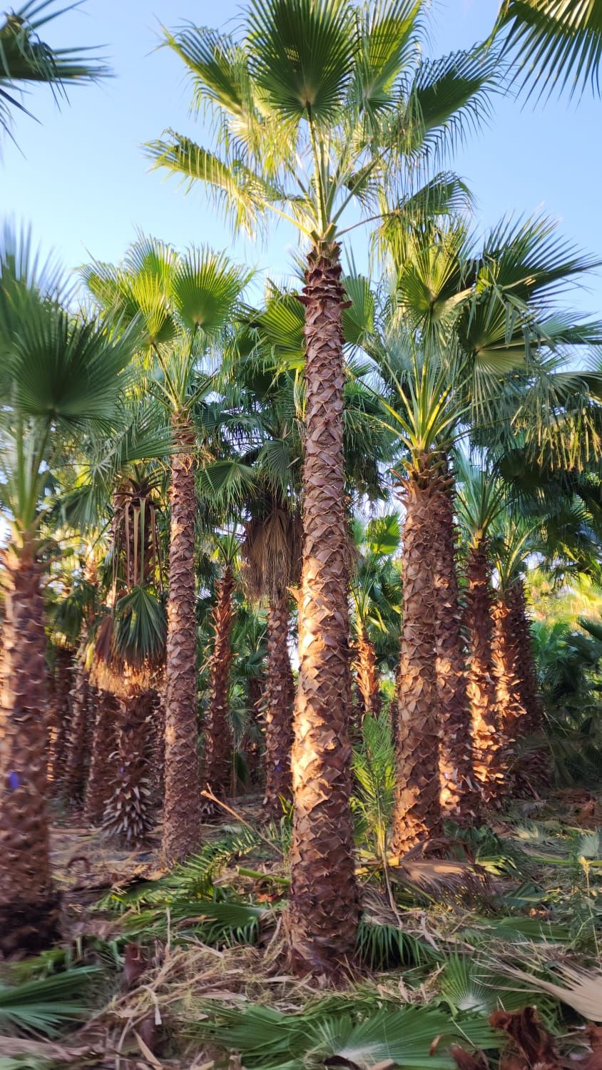 تركيب شبوك وزراعة النخل ‏‪0540931601‬‏