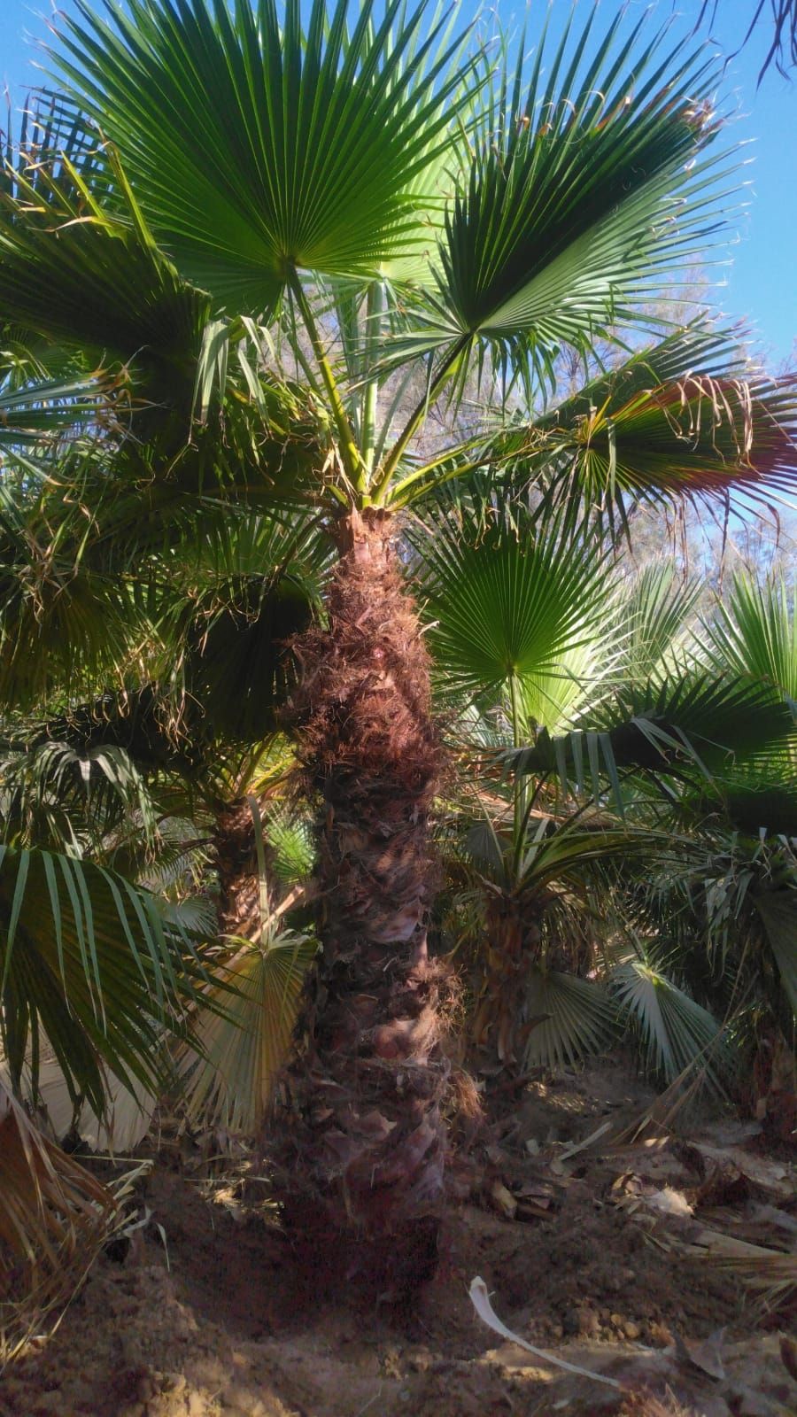 يوجد لدينا جميع انواع النخيل العربي والنخل الواشنط