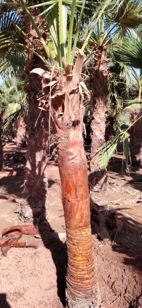 نخيل للبيع مثمر