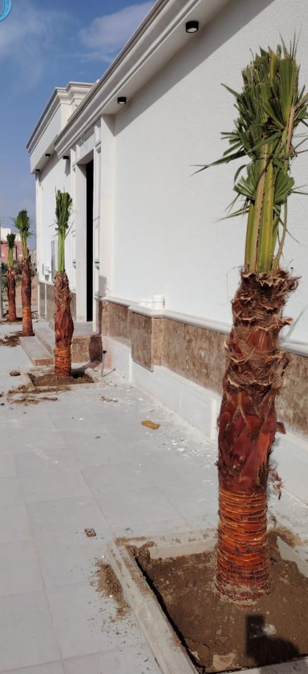 نخيل للبيع مثمر