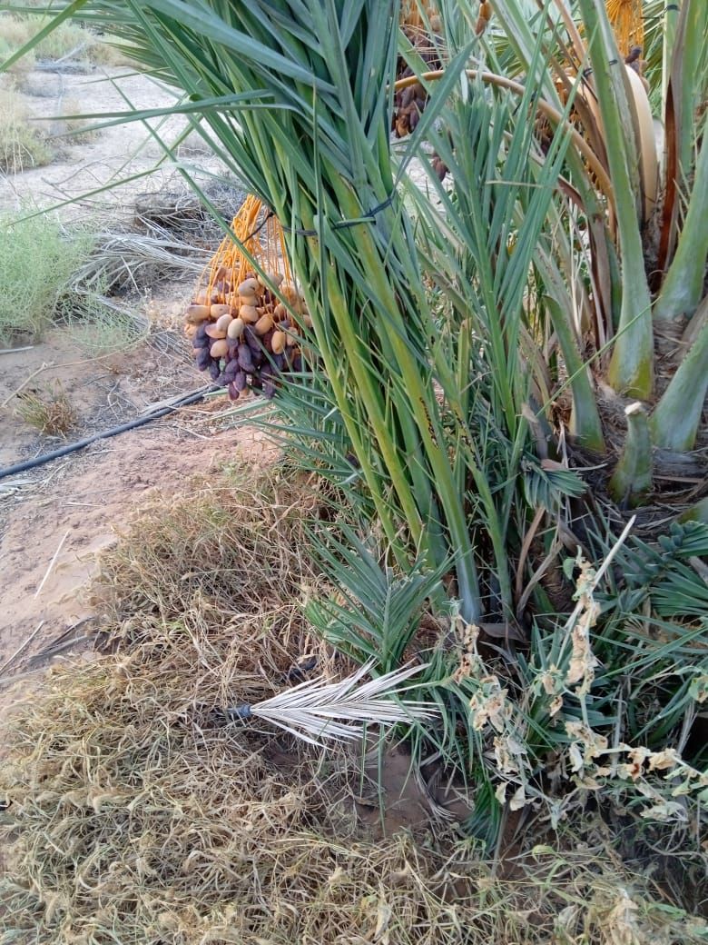 يوجد لدينا جميع انواع النخيل العربي والنخل الواشنط