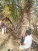 متوجد لدينا جميع انواع انخل سكري اخلاص برحي روثان
