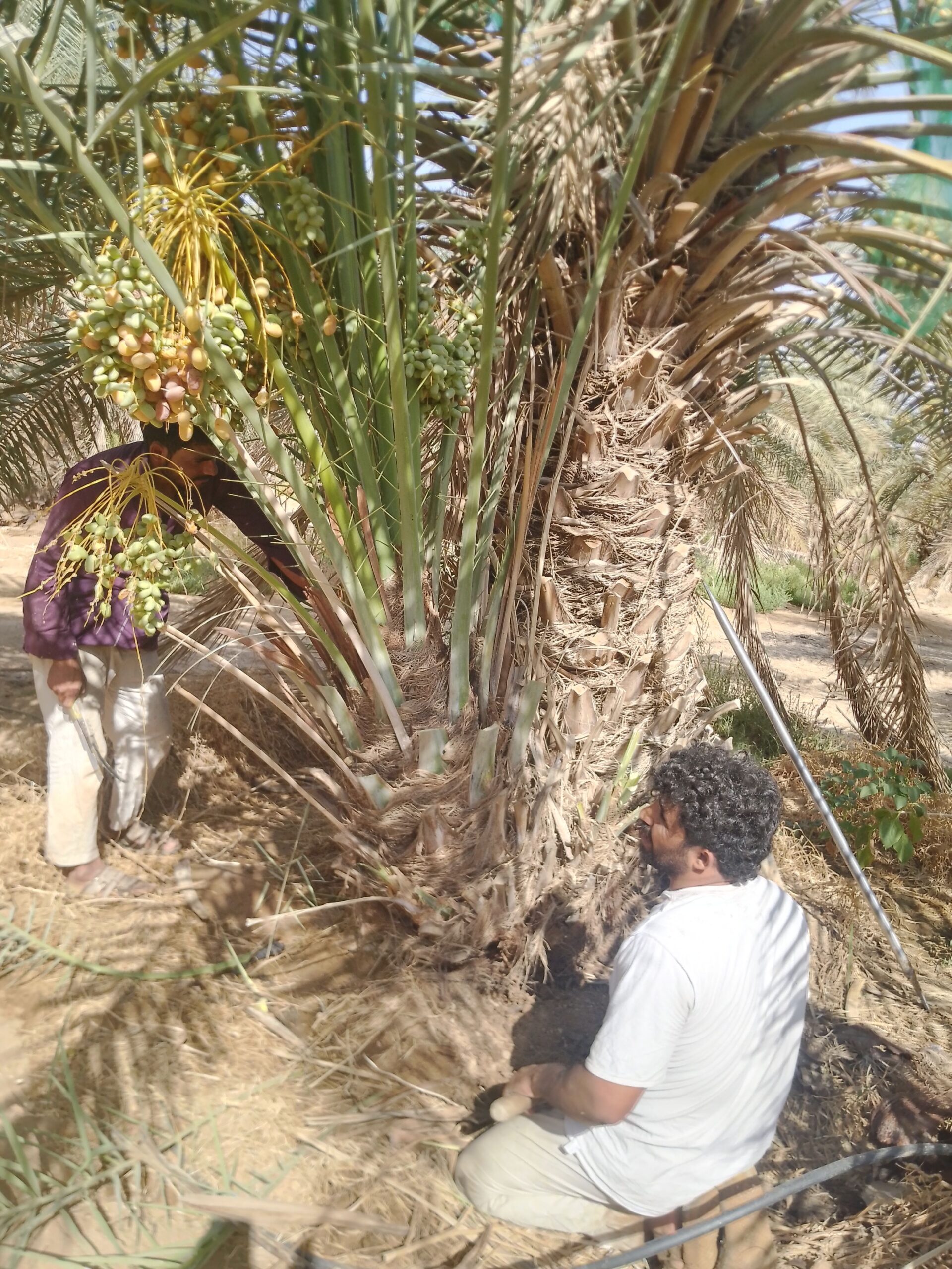 متوجد لدينا جميع انواع انخل سكري اخلاص برحي روثان