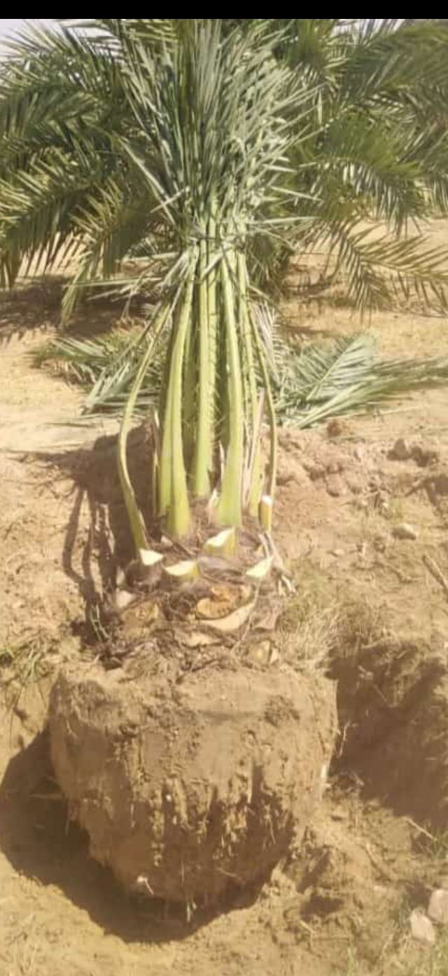 نخيل مثمر للبيع