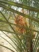 متوجد لدينا جميع انواع انخل سكري اخلاص برحي روثان