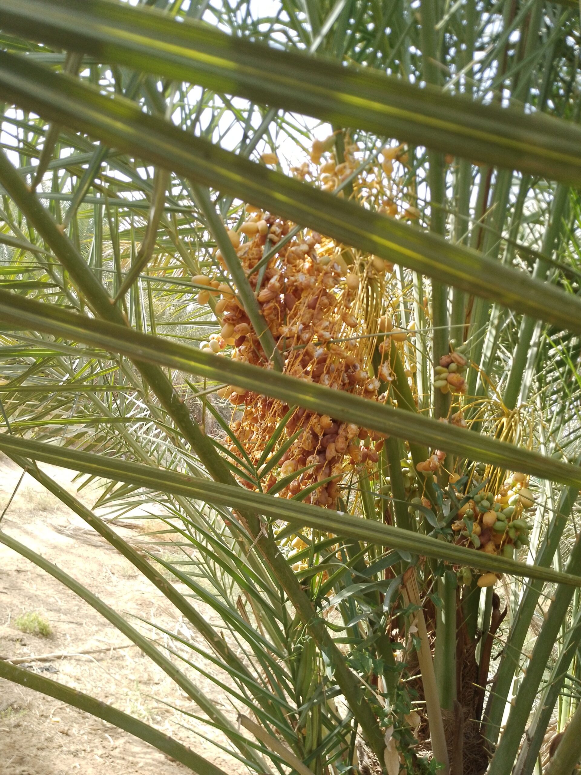 متوجد لدينا جميع انواع انخل سكري اخلاص برحي روثان