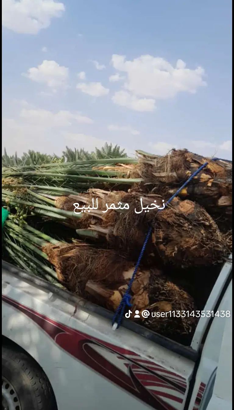 نخيل للبيع مثمر