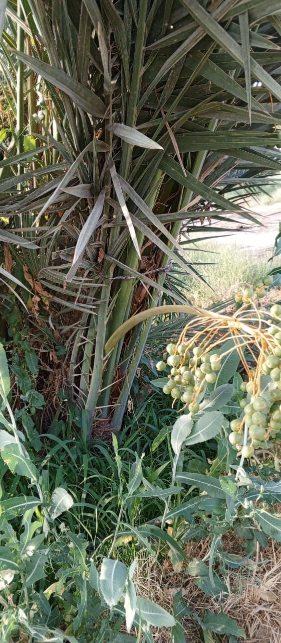 نخيل للبيع مثمر