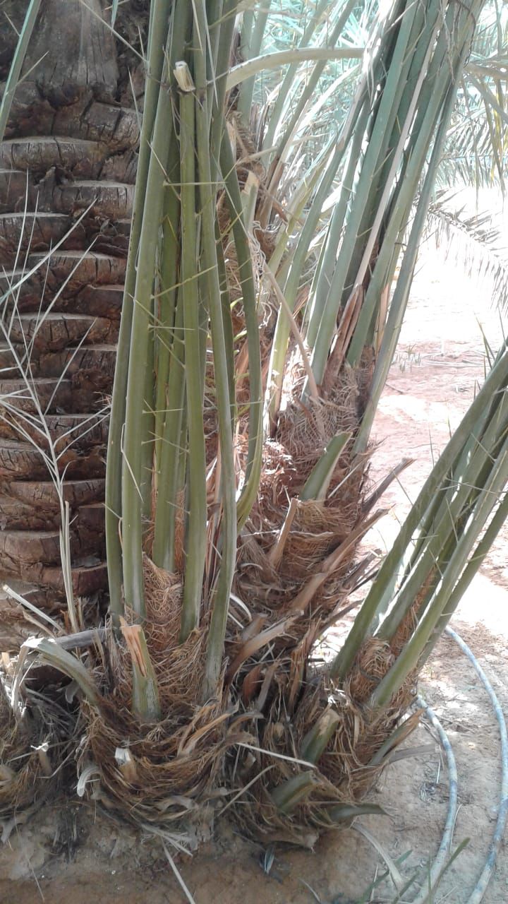 نخيل مثمر للبيع