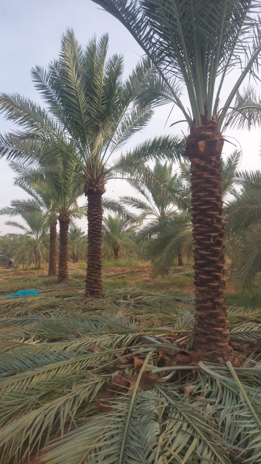 يوجد لدينا جميع انواع النخيل العربي والنخل الواشنط