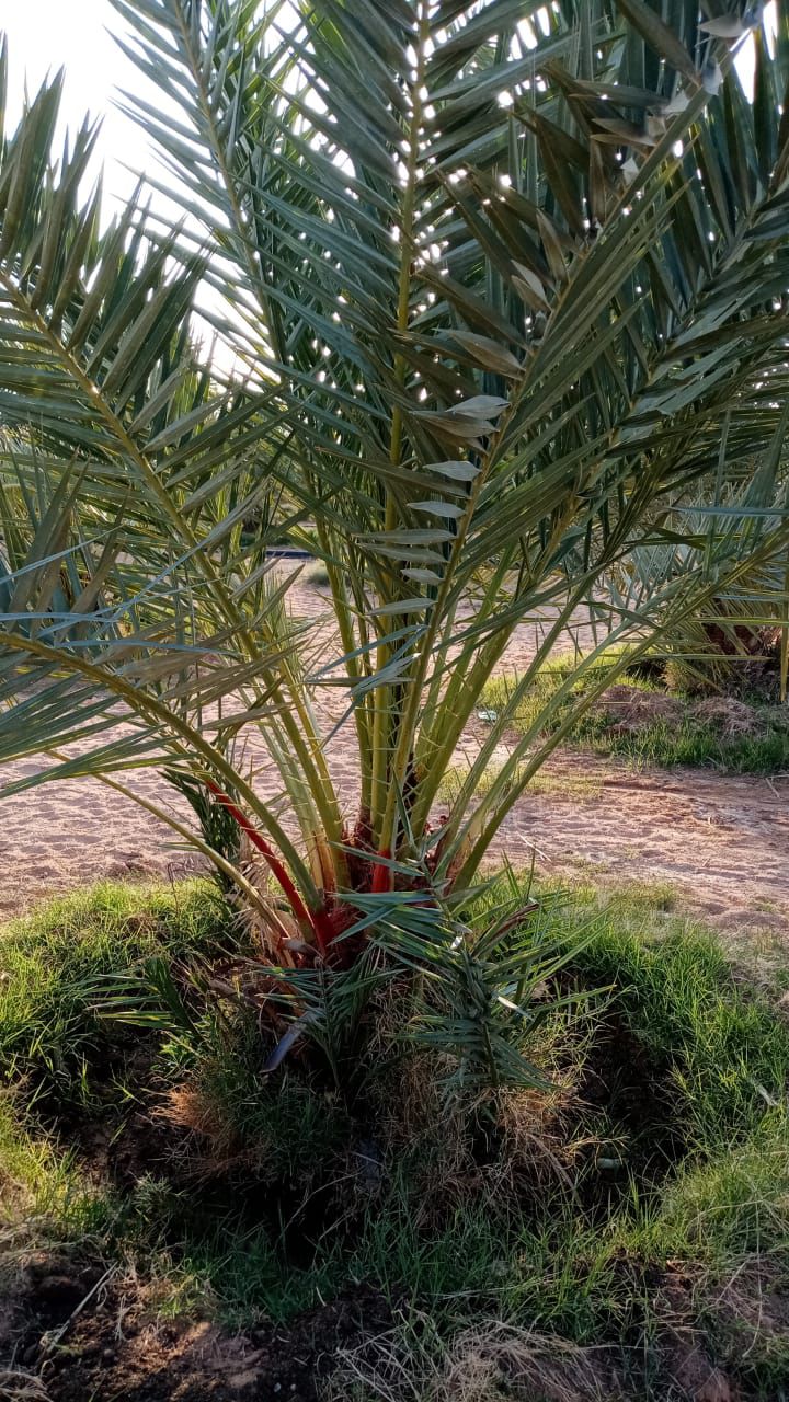 نخيل مثمر للبيع