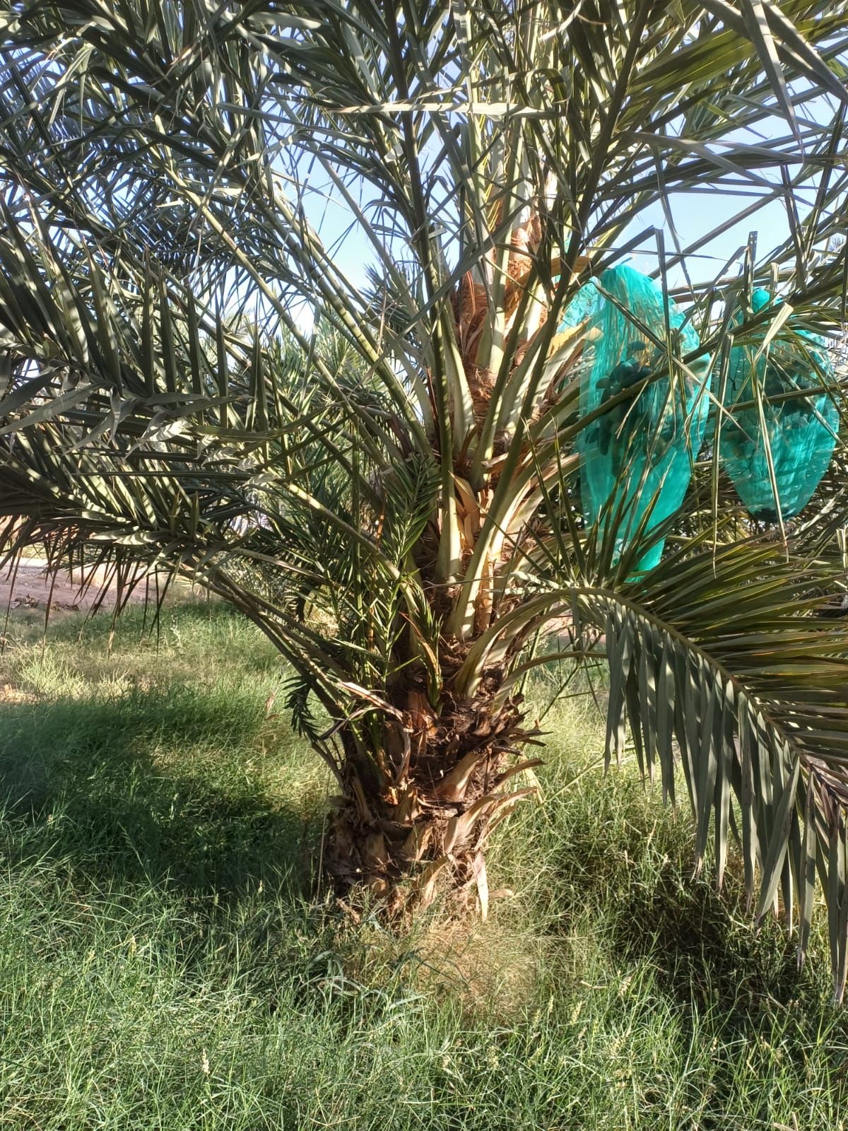 يوجد لدينا جميع انواع النخيل العربي والنخل الواشنط