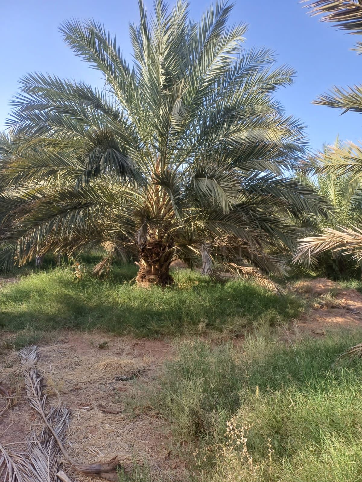 يوجد لدينا جميع انواع النخيل العربي والنخل الواشنط