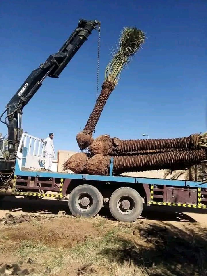 زراعه نخيل العربي والواشنطني وتركيب سياج الشبك ‏‪0
