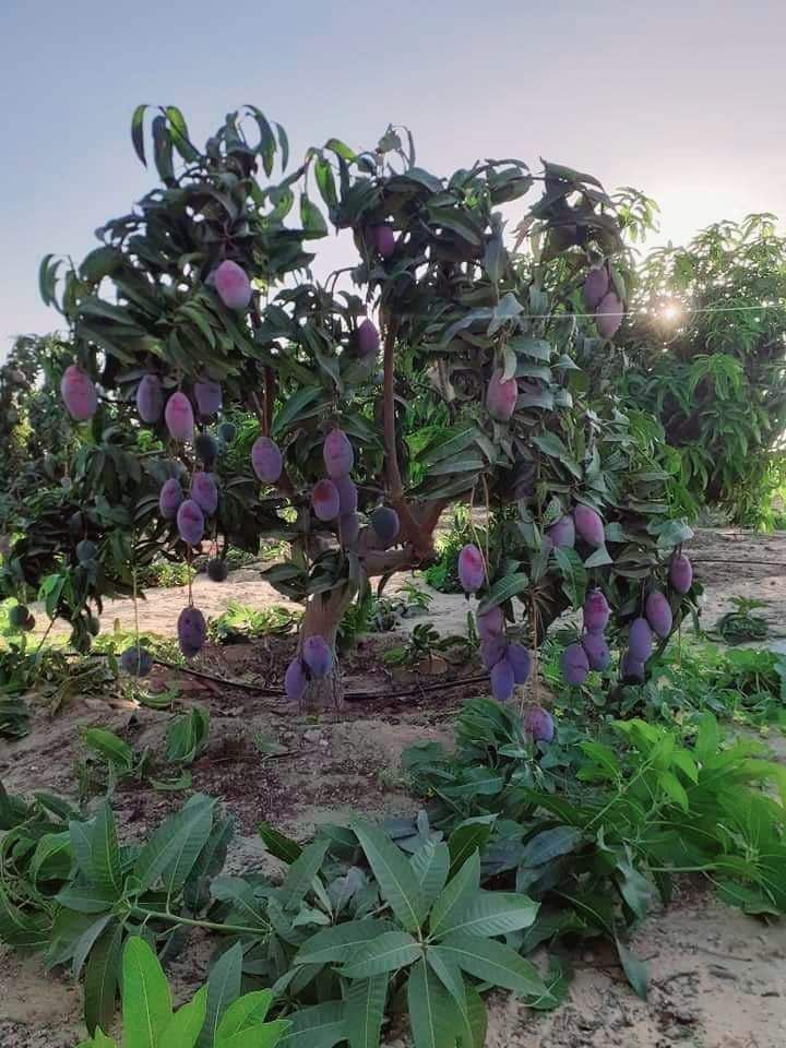 تقليم وتطعيم اشجار المانجو